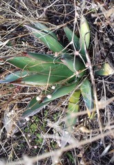 Agave filifera