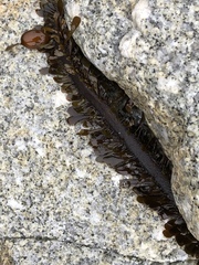 Egregia