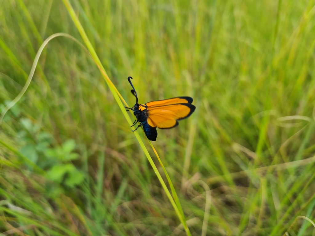 Praezygaena ochroptera