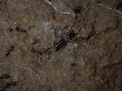 Hubbardia pentapeltis