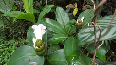 Costus arabicus