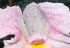 Costus arabicus