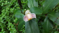 Costus arabicus
