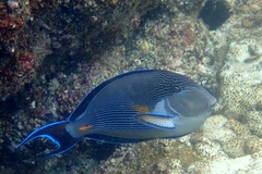 Sohal Surgeonfish