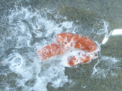 Grimothea planipes