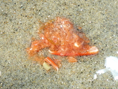 Grimothea planipes