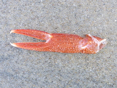 Grimothea planipes