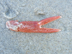 Grimothea planipes