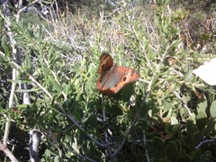 Junonia genoveva hilaris