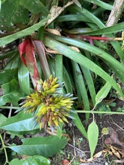 Guzmania zahnii image