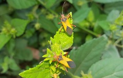 Hypselonotus bitrianguliger