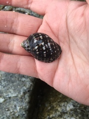 Ocenebrinae