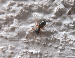 Phrurolithus