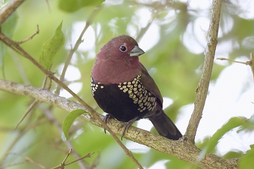 Hypargos margaritatus