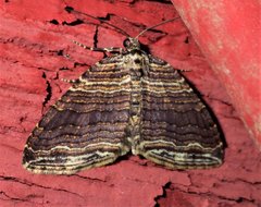 Anticlea multiferata