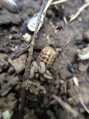 Armadillidium vulgare