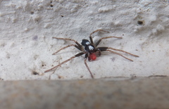 Pulchellodromus bistigma