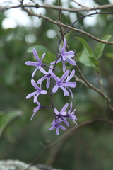 Angiospermae