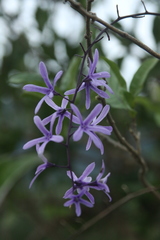 Angiospermae