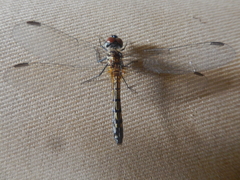 Pachydiplax longipennis