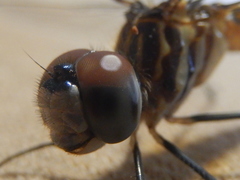 Pachydiplax longipennis