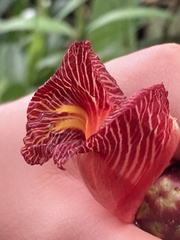 Costus laevis image