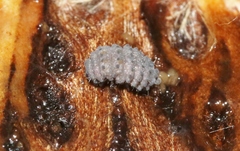 Morulina multatuberculata
