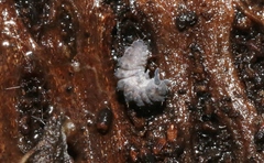 Morulina multatuberculata