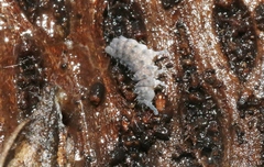Morulina multatuberculata