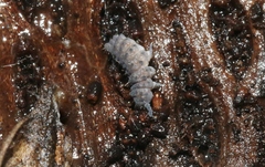 Morulina multatuberculata