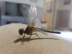 Pachydiplax longipennis