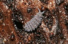 Morulina multatuberculata