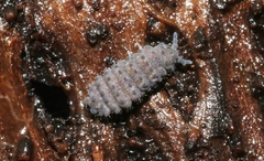 Morulina multatuberculata