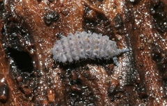 Morulina multatuberculata