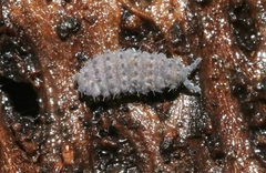 Morulina multatuberculata