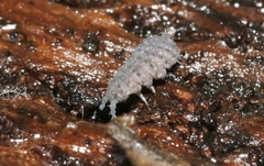 Morulina multatuberculata