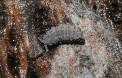 Morulina multatuberculata