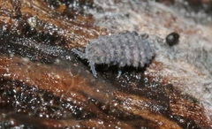 Morulina multatuberculata