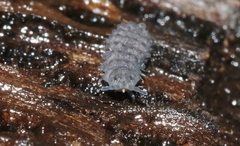Morulina multatuberculata