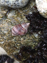 Ocenebrinae