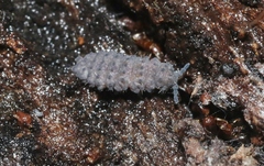 Morulina multatuberculata
