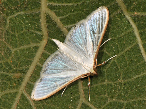 Jasmine Moth