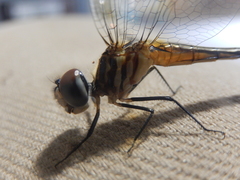 Pachydiplax longipennis