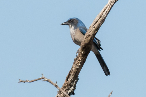 Woodhouse's Scrub-Jay
