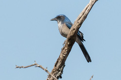 Woodhouse's Scrub-Jay photo 1