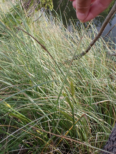ostrica zobáčikatá (Carex rostrata)