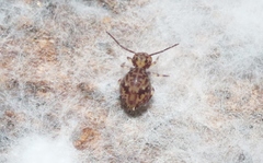 Ptenothrix beta