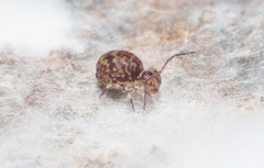 Ptenothrix beta
