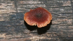 Phaeomarasmius