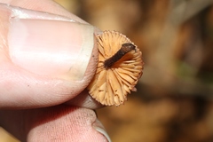 Phaeomarasmius